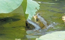 溶解氧含量對水生生物的意義